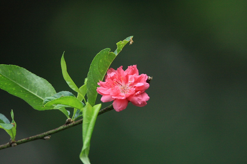 DPP_5758.JPG