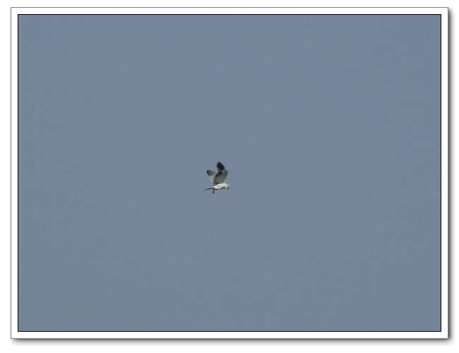 IMG_7372.JPG