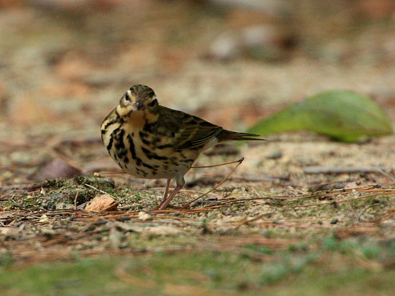 DPP_5748.JPG