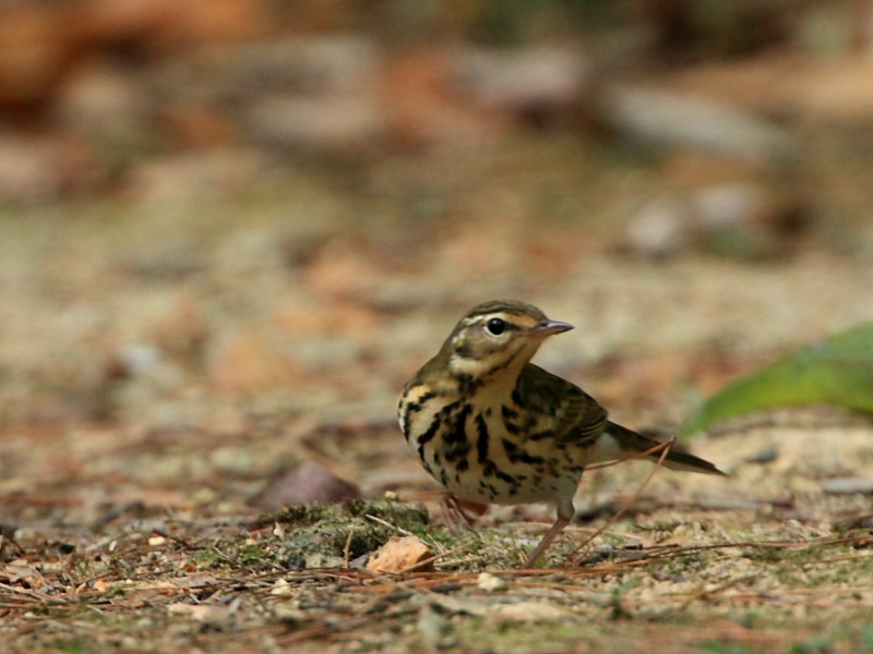 DPP_5745.JPG