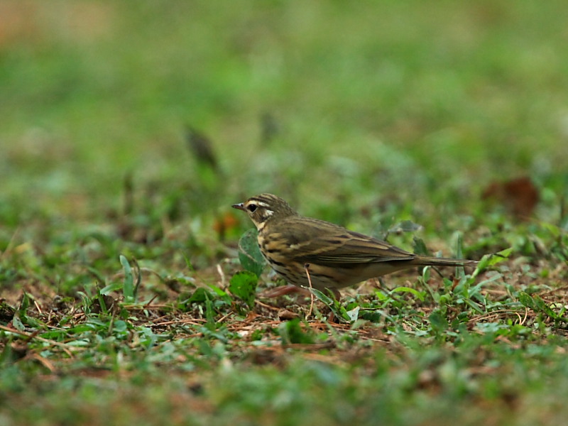DPP_5743.JPG