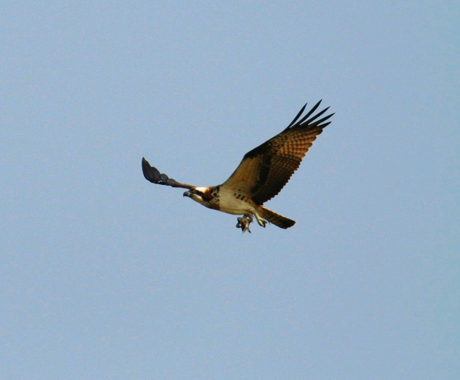 IMG_9071.JPG