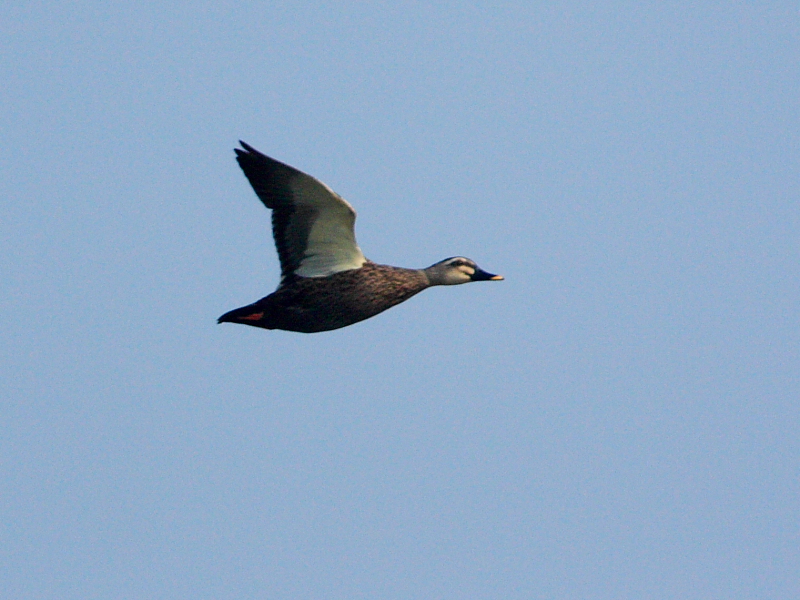 DPP_5793.JPG