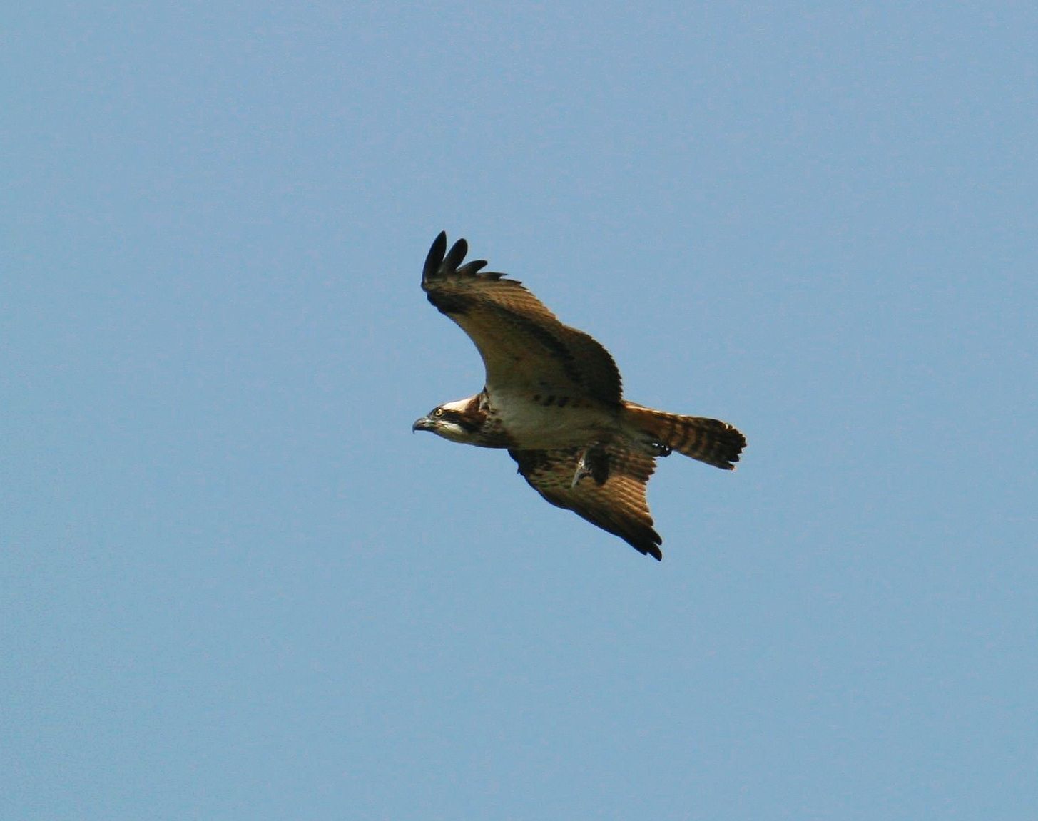 IMG_9084.JPG