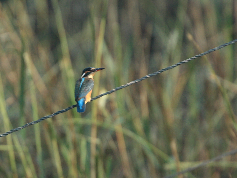 DPP_5790.JPG