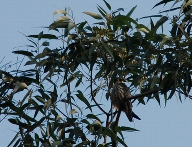 DSC_0034.JPG
