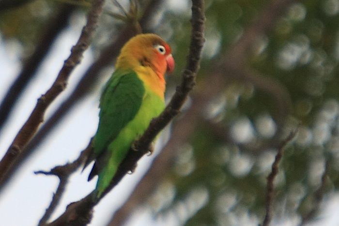 B˭Сܳ700.jpg
