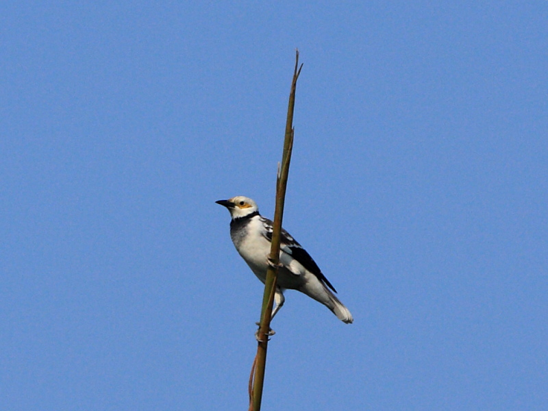 DPP_6244.JPG