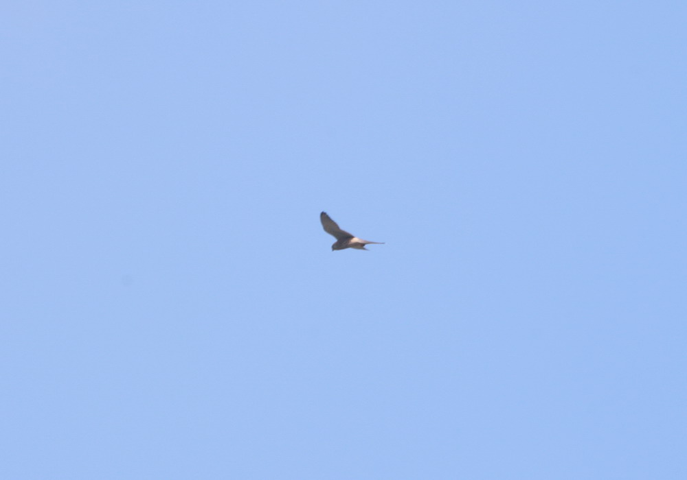 IMG_22550.jpg