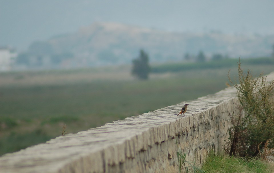 DSC_0022_СС.JPG