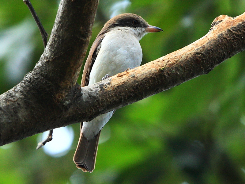 DPP_6240.JPG
