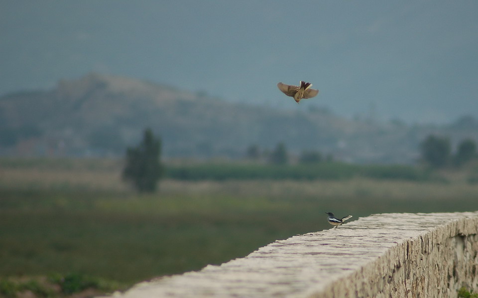  DSC_0041_СС.JPG