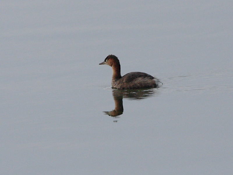 DPP_6195.JPG