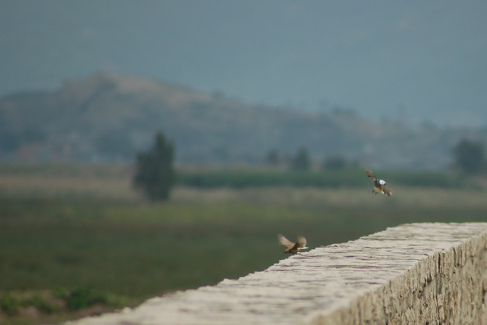  DSC_0039_СС.JPG