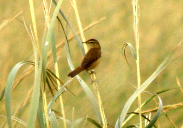 PA243073.JPG