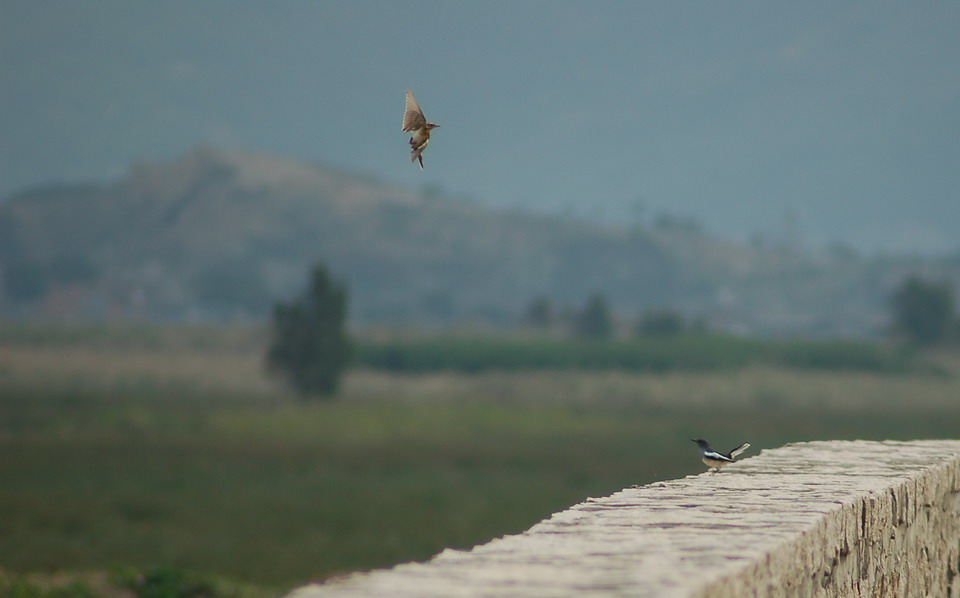  DSC_0040_СС.JPG