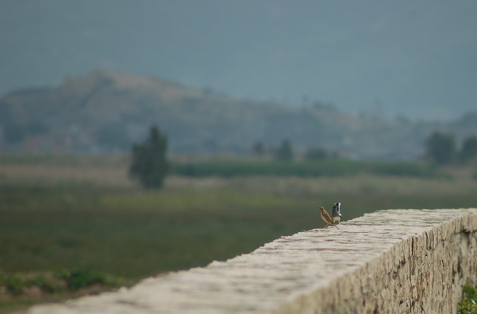  DSC_0043_СС.JPG