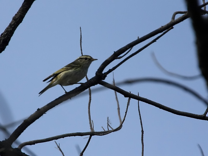 DPP_64231.jpg