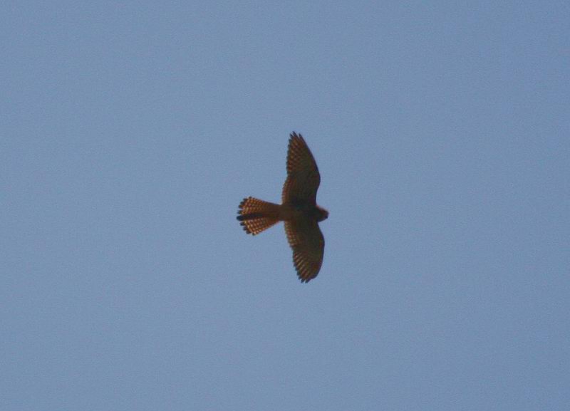 IMG_5115.jpg