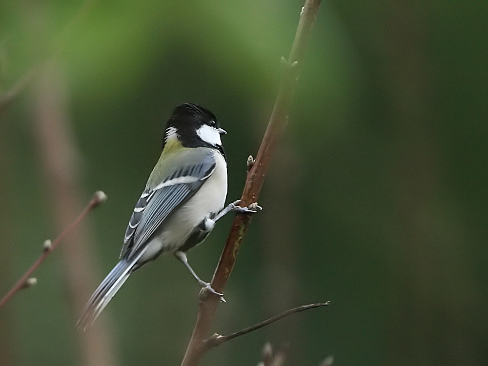 DPP_6454_1.jpg