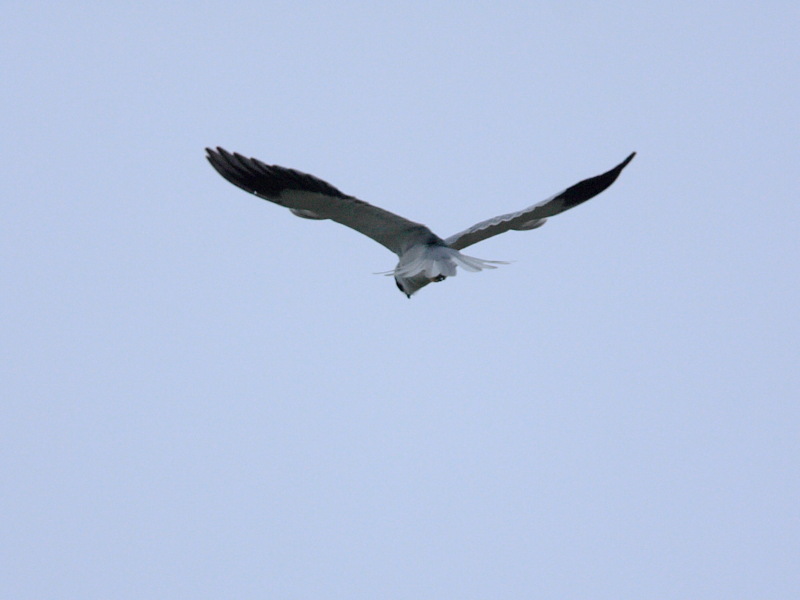 DPP_6485.JPG