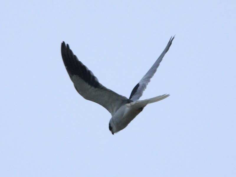DPP_6486.JPG