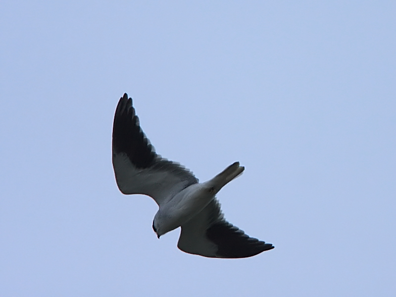 DPP_6491_1.jpg
