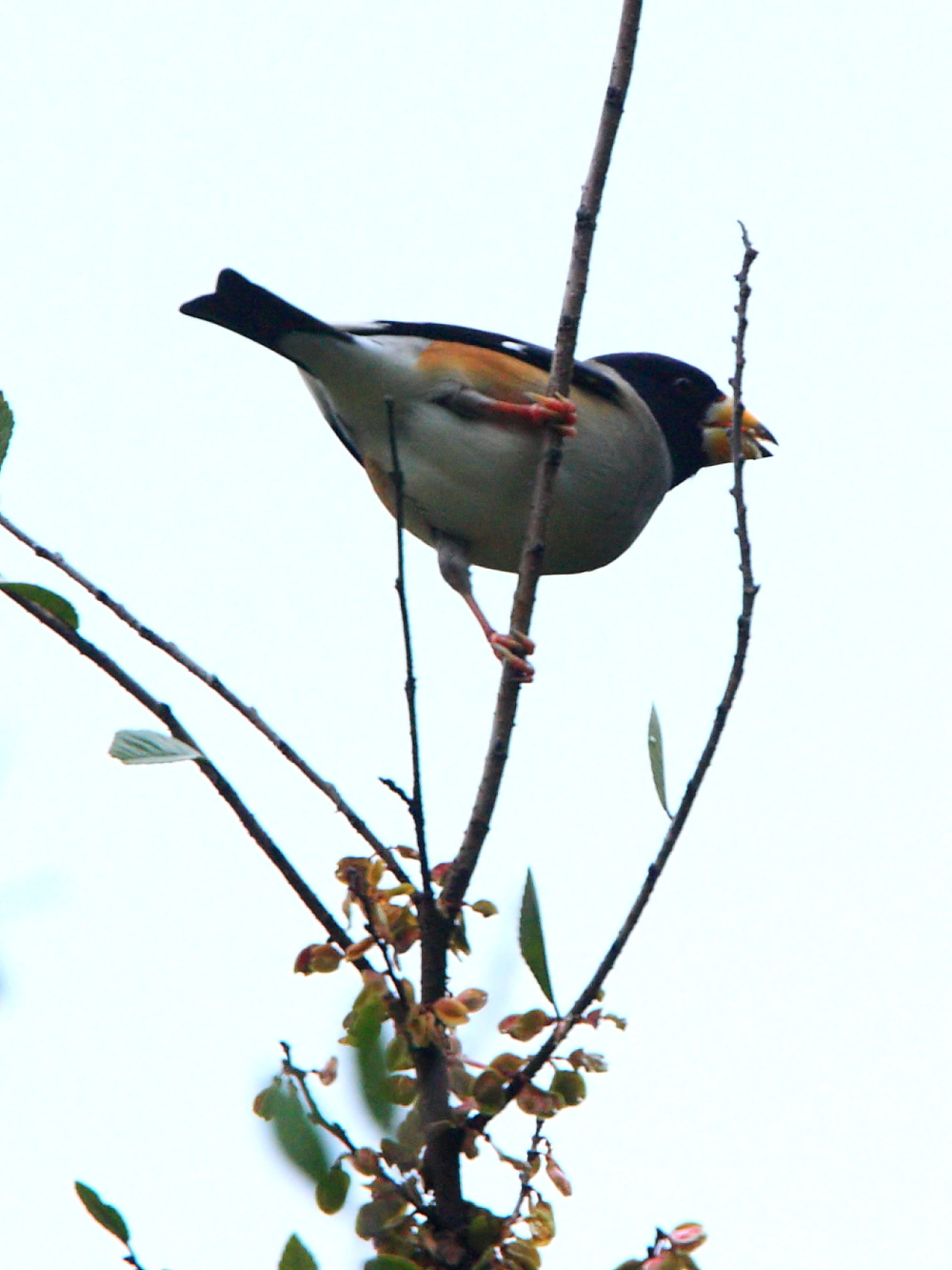 DPP_6474_1.jpg