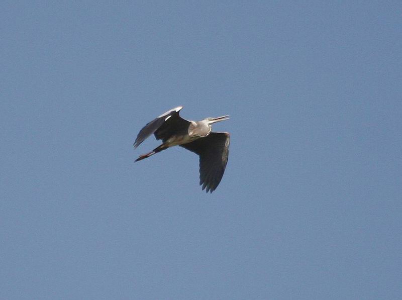 IMG_5460.jpg