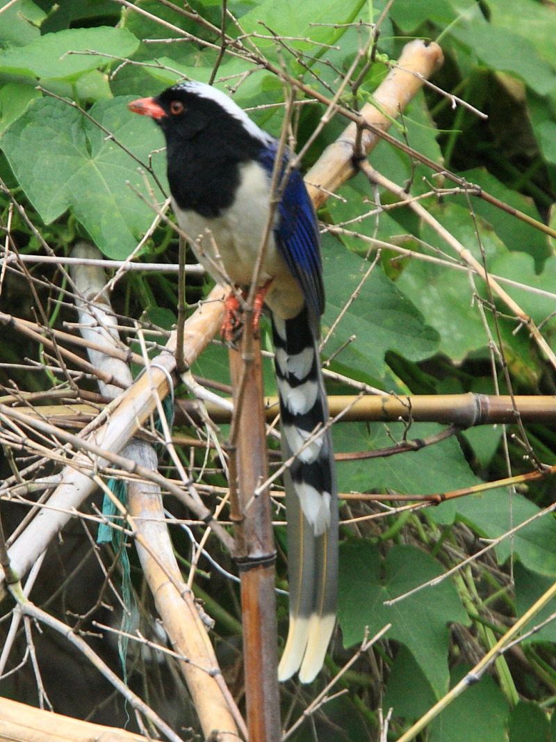 DPP_6535.JPG
