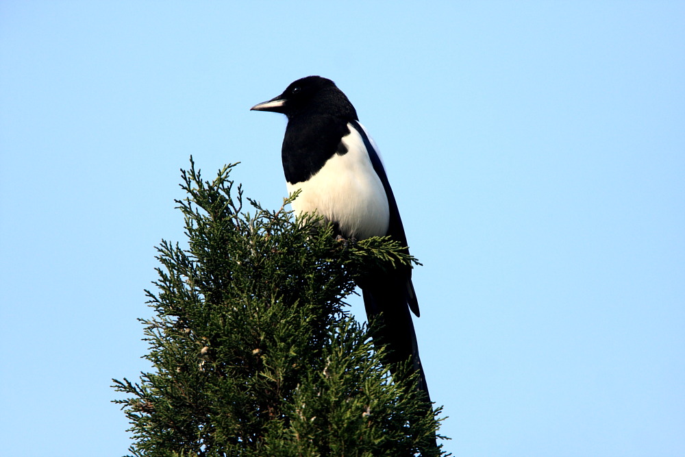 DPP_6583.JPG