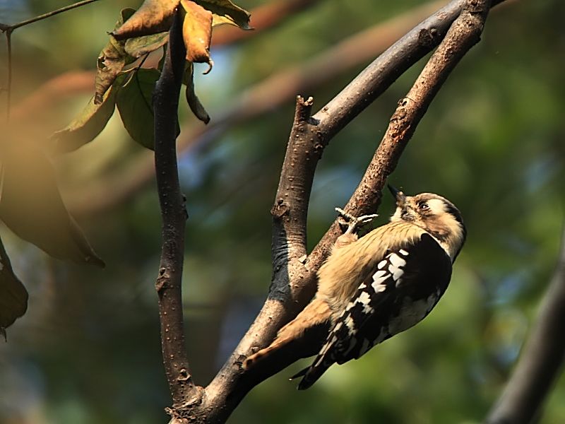 DPP_6540_1.jpg