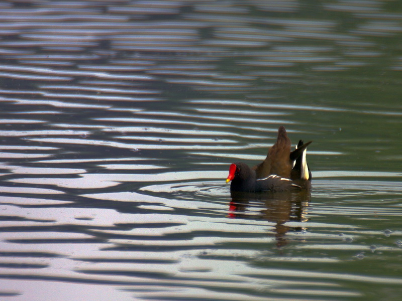 IMGP5611ab.jpg
