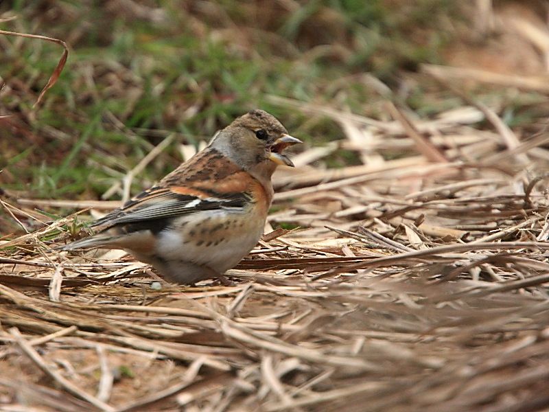 DPP_6626_1.jpg