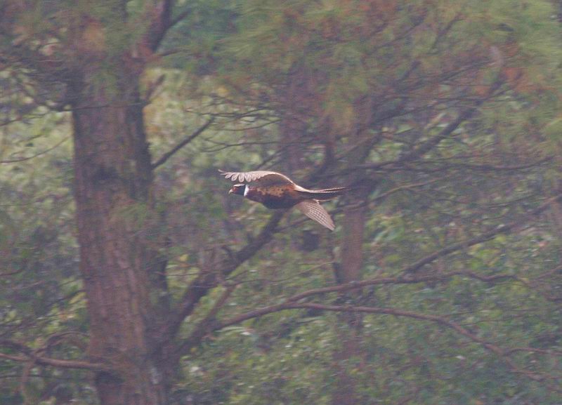 IMG_6348.jpg