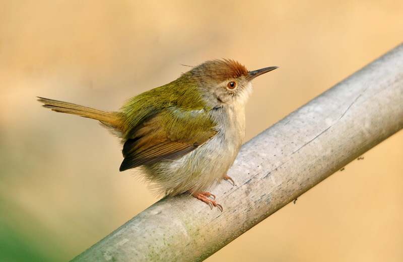 DSC_0262βҶ.jpg