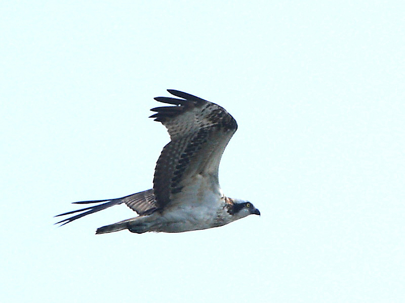 DPP_67293.jpg