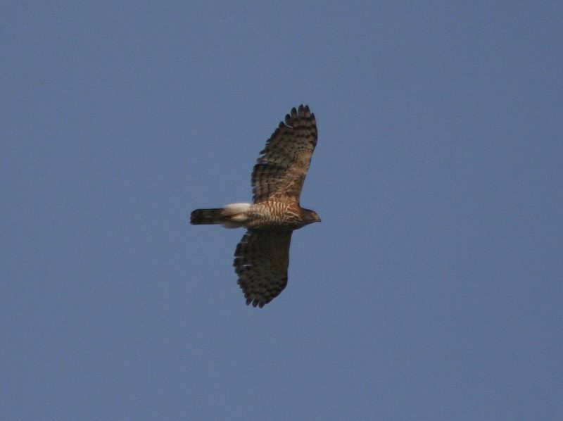 IMG_7783.jpg