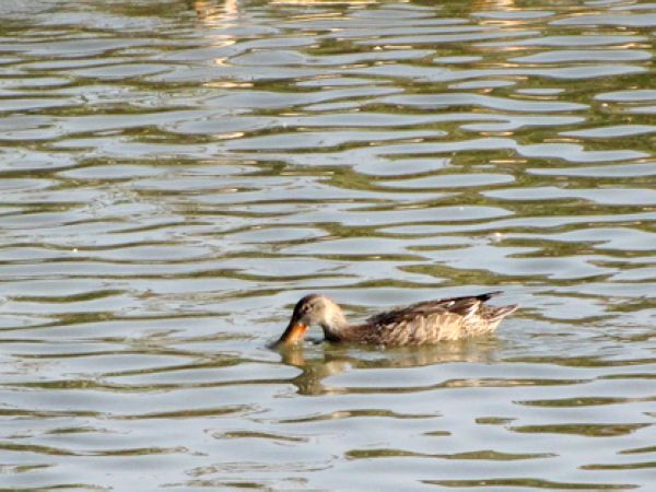 IMG_6804.JPG