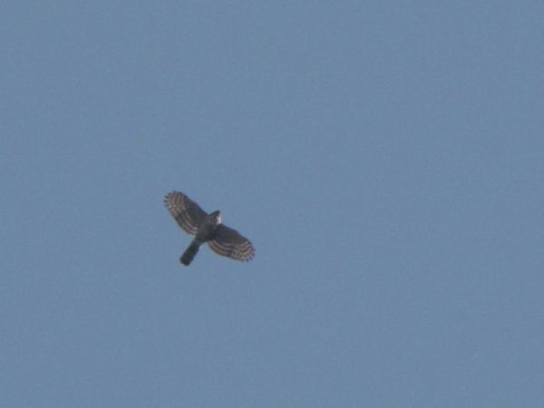 IMG_6963.JPG