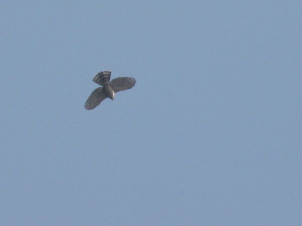 IMG_6960.JPG
