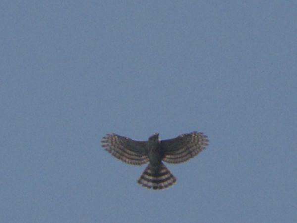 IMG_6955.JPG