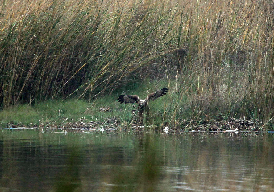 IMG_7620.jpg