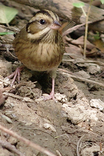 IMGP9959A_С.jpg