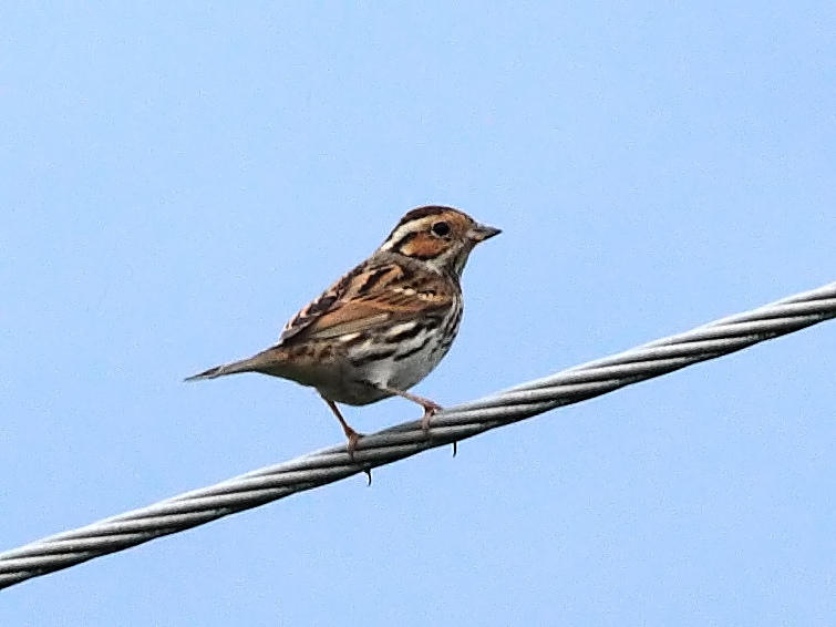 DPP_6784_1.jpg