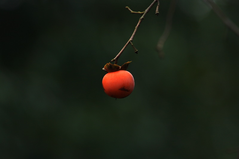 DPP_6791.JPG