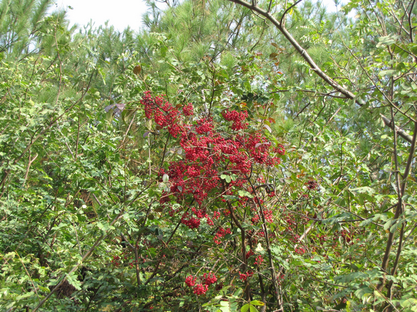 IMG_7220.JPG