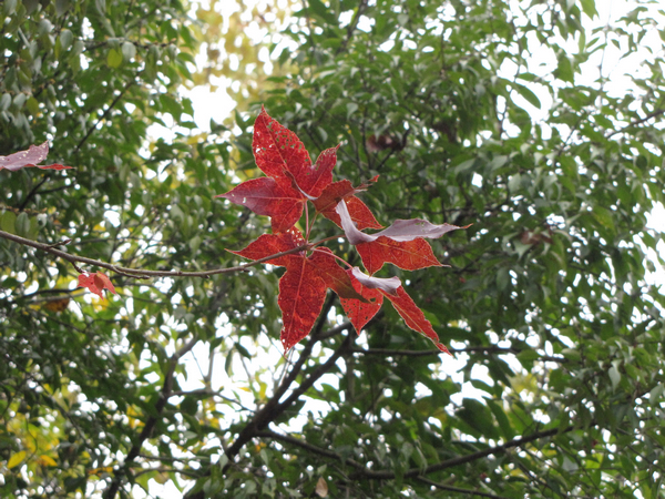 IMG_7317.JPG