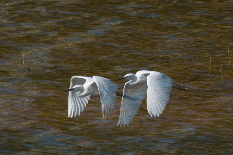 _DSC4405_С.JPG