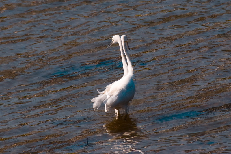 _DSC4409_С.JPG